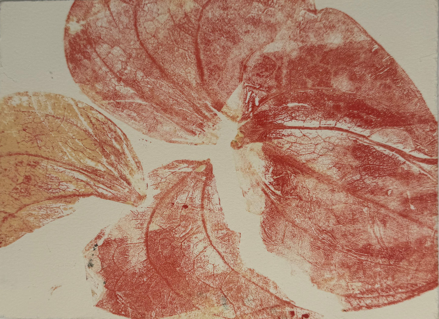 Anthurium Triptych