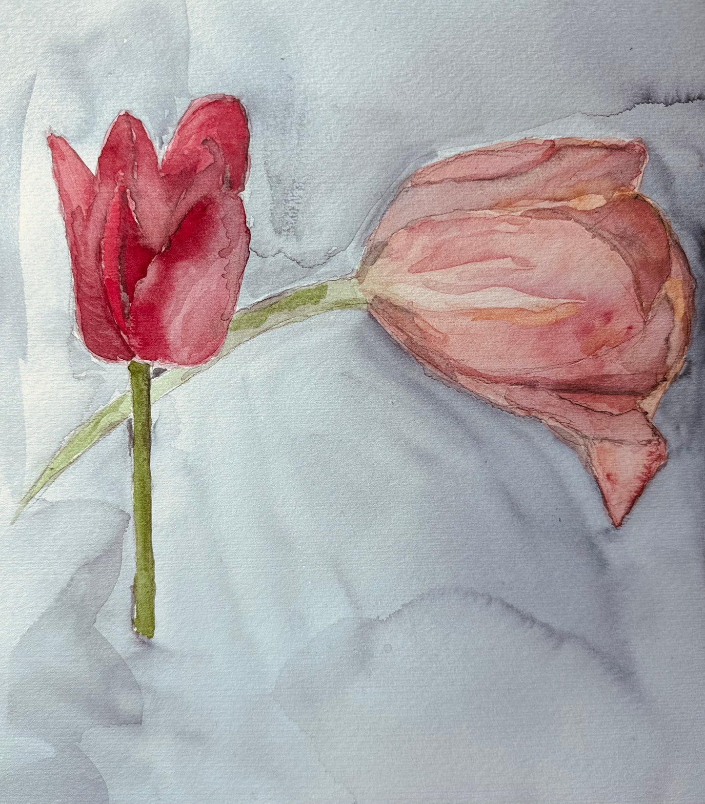 Tulips