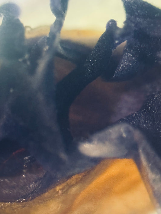 Do-It-Yourself: Scrap Archive Access