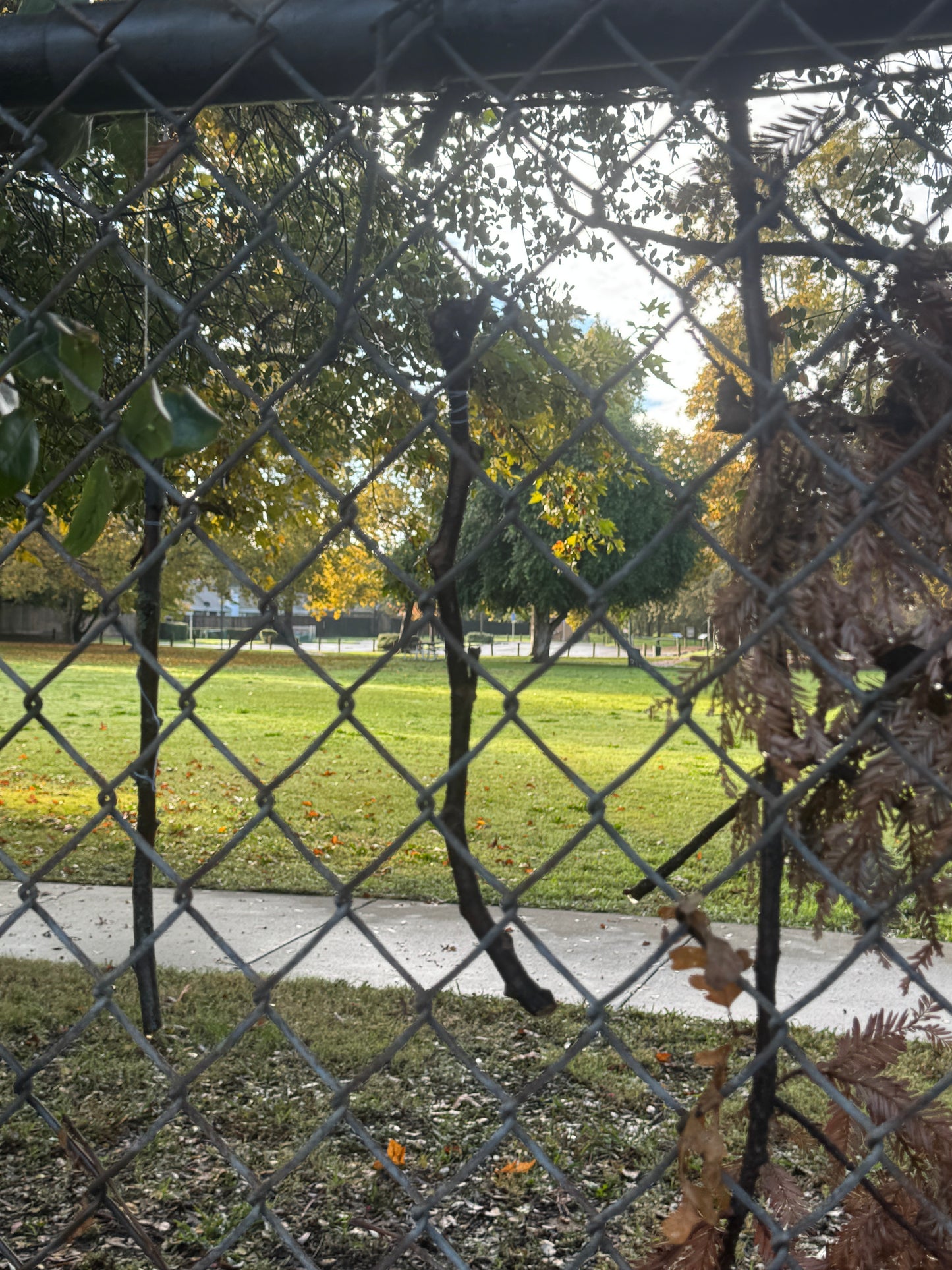 close up on windy day portal, branches hang from out of frame. Viewed through a chain link fence.