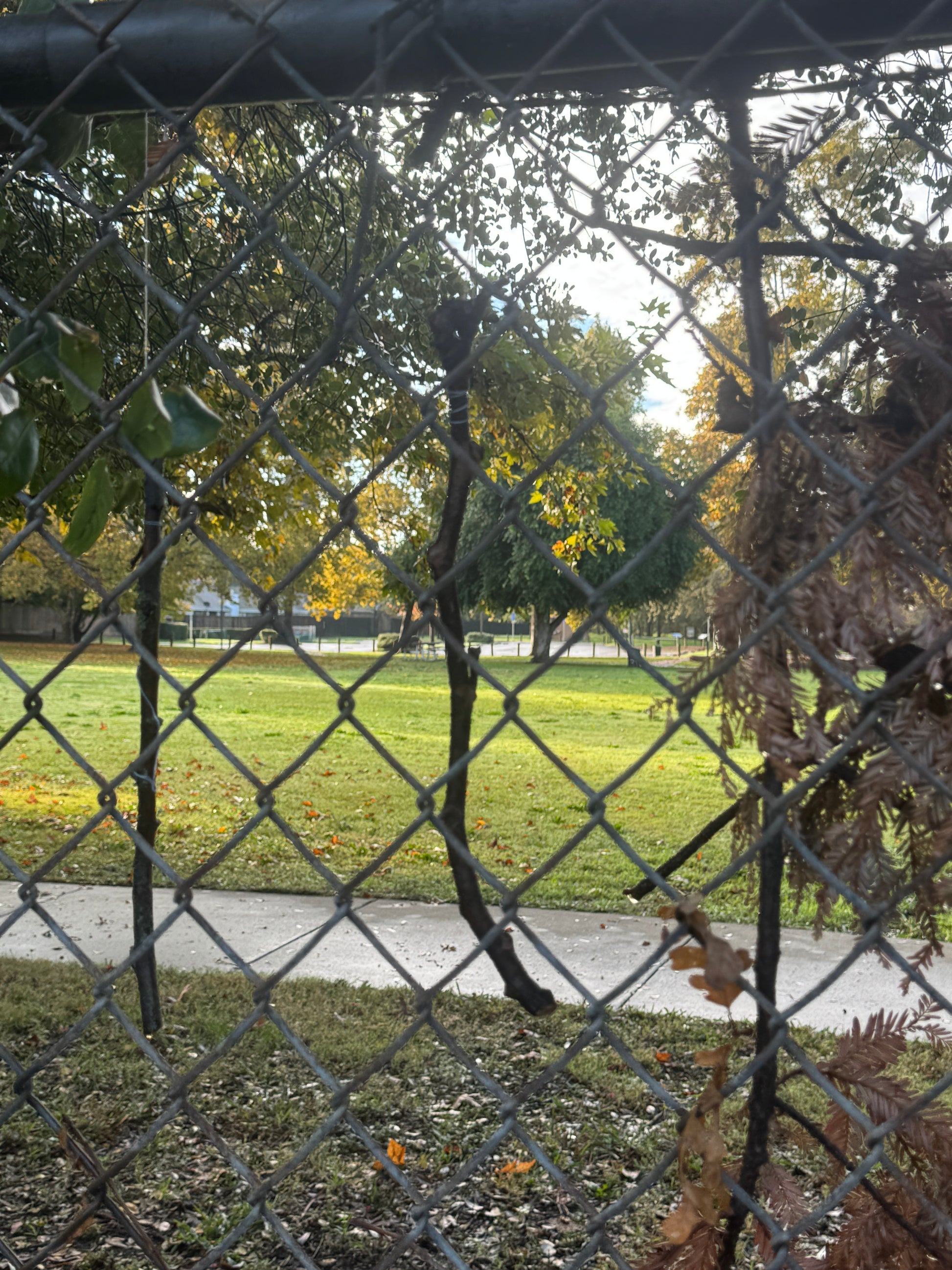 close up on windy day portal, branches hang from out of frame. Viewed through a chain link fence.