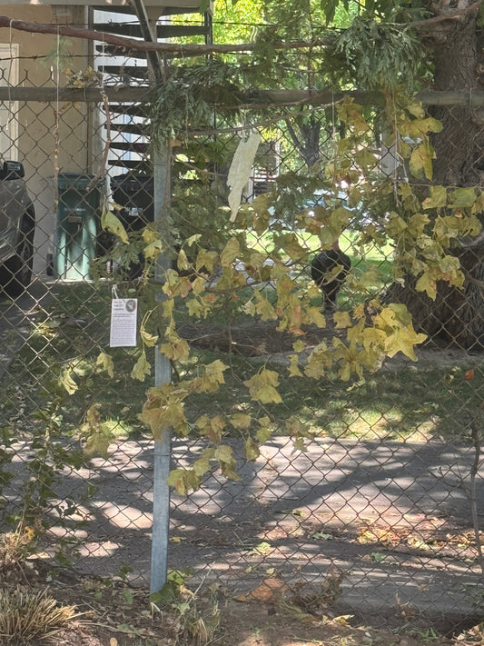 branches and leaves tied together with string and then hung from a fence. A placard identifies this piece as "Windy Day Portal."